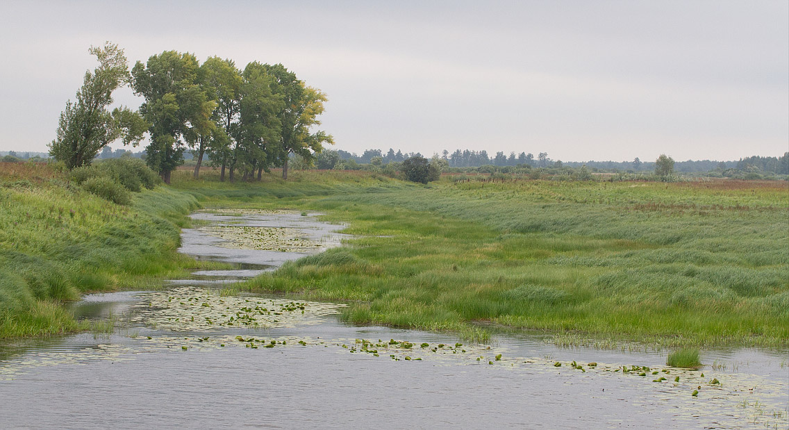 Окрестности Барнаула, image of landscape/habitat.