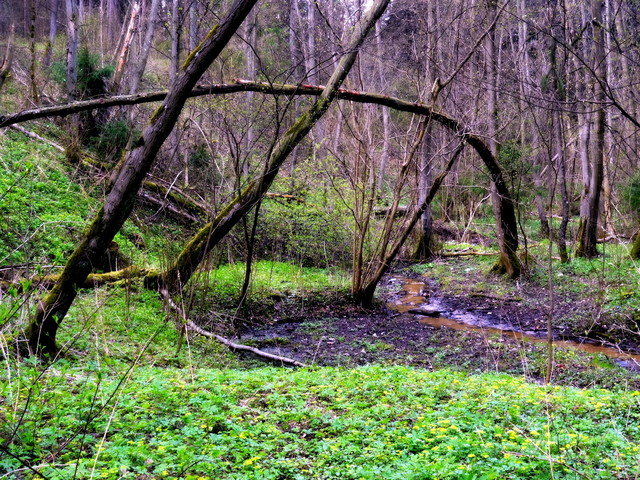 Лес Клебонишкис, image of landscape/habitat.