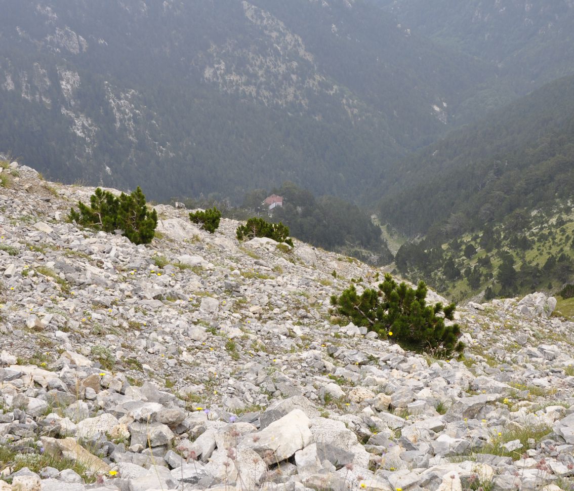 Олимп, image of landscape/habitat.