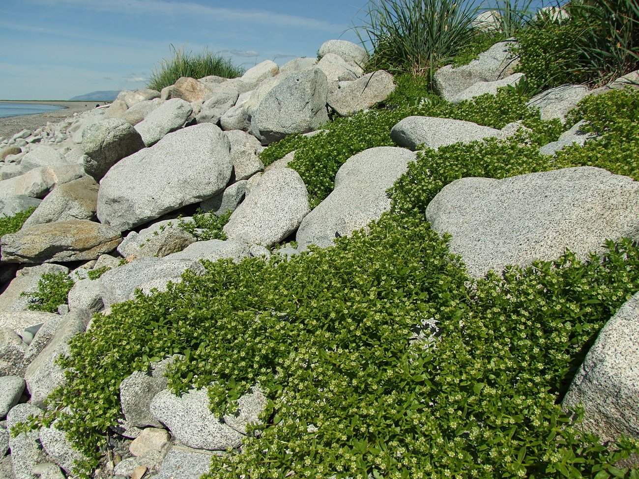 Арманское побережье, image of landscape/habitat.