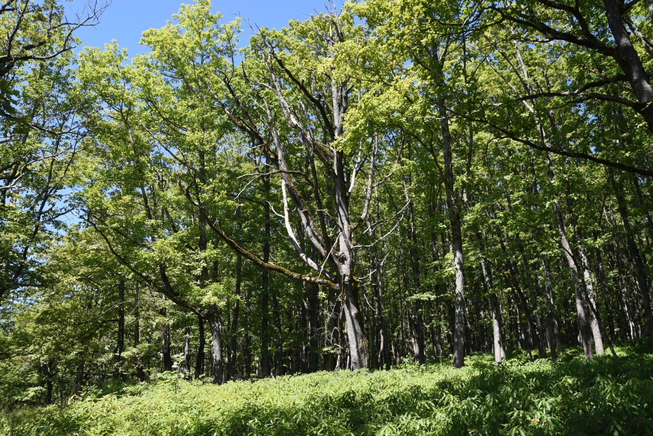 Школьная гора, image of landscape/habitat.