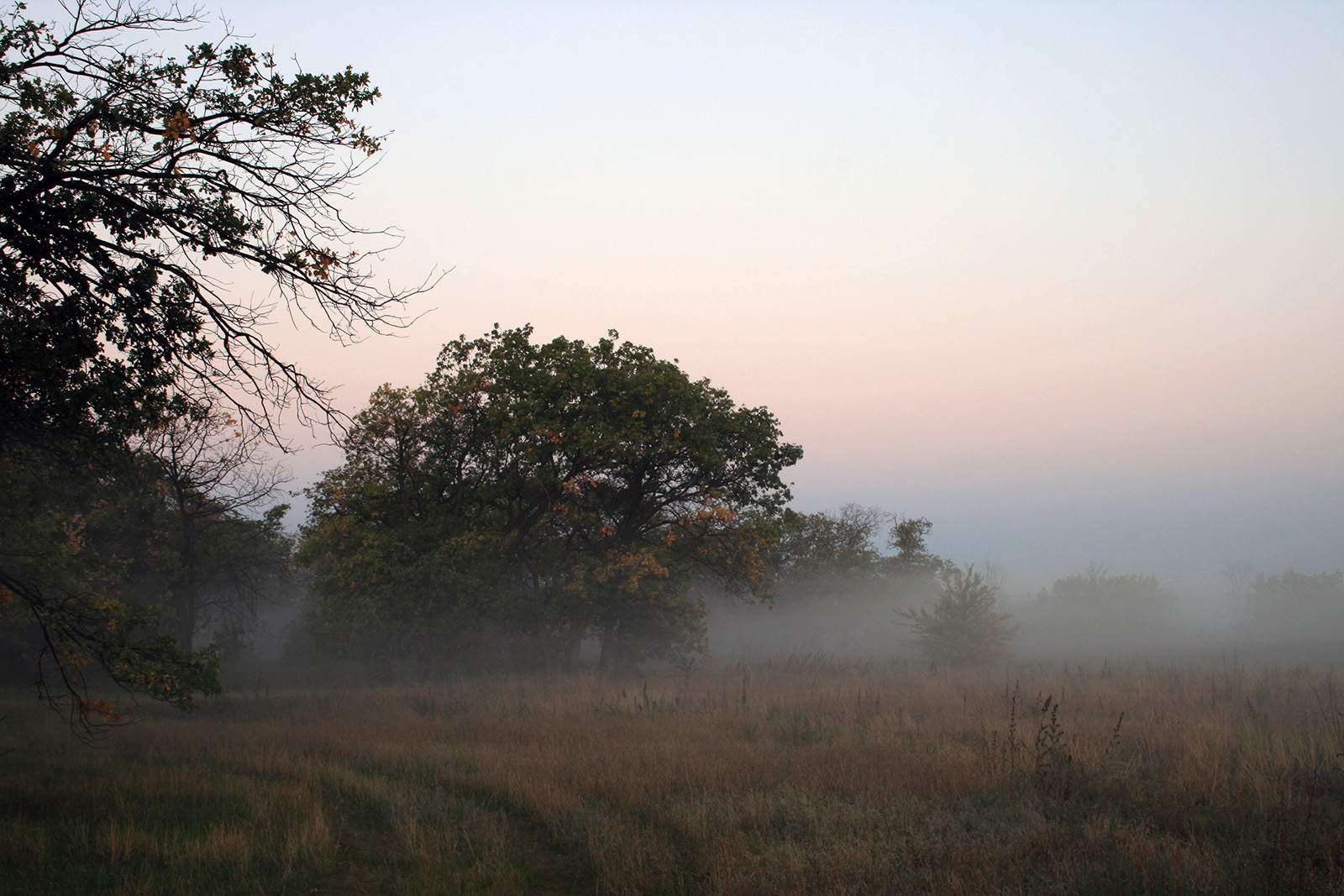 ПП "Волго-Ахтубинская пойма", image of landscape/habitat.