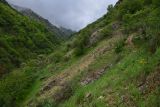 Кондара, image of landscape/habitat.