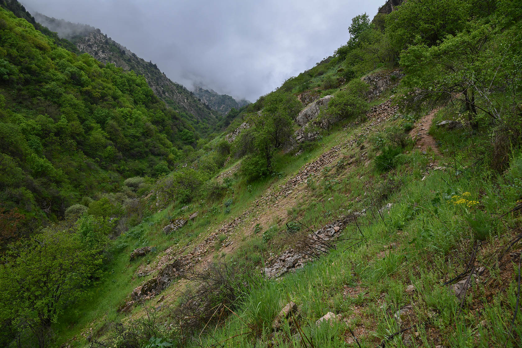 Кондара, image of landscape/habitat.