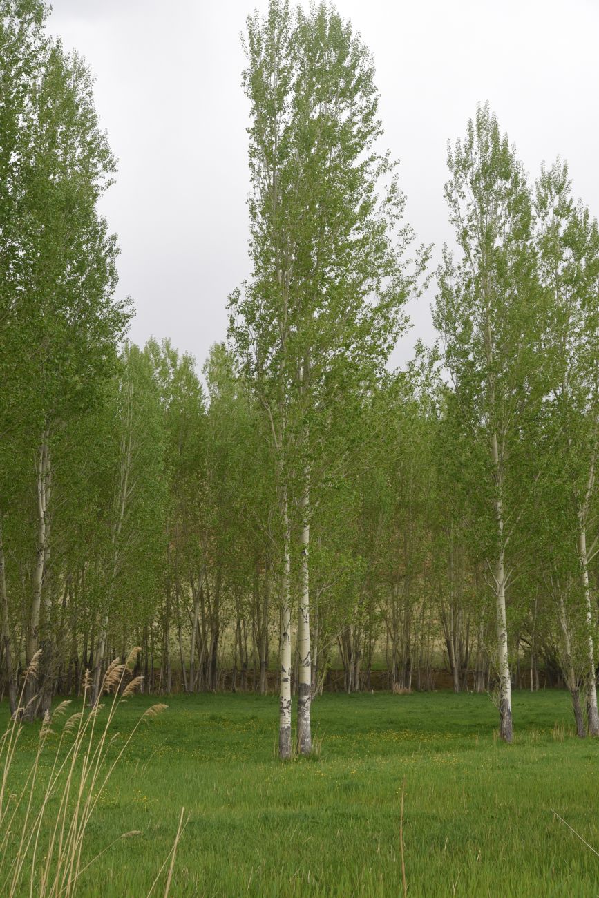 1 км от Ванадокии, image of landscape/habitat.