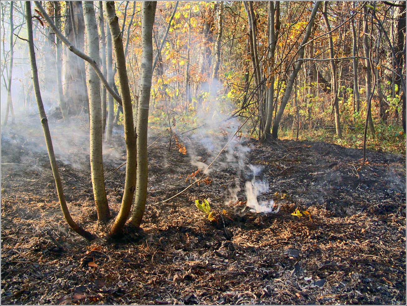 Окрестности Хрипани, image of landscape/habitat.