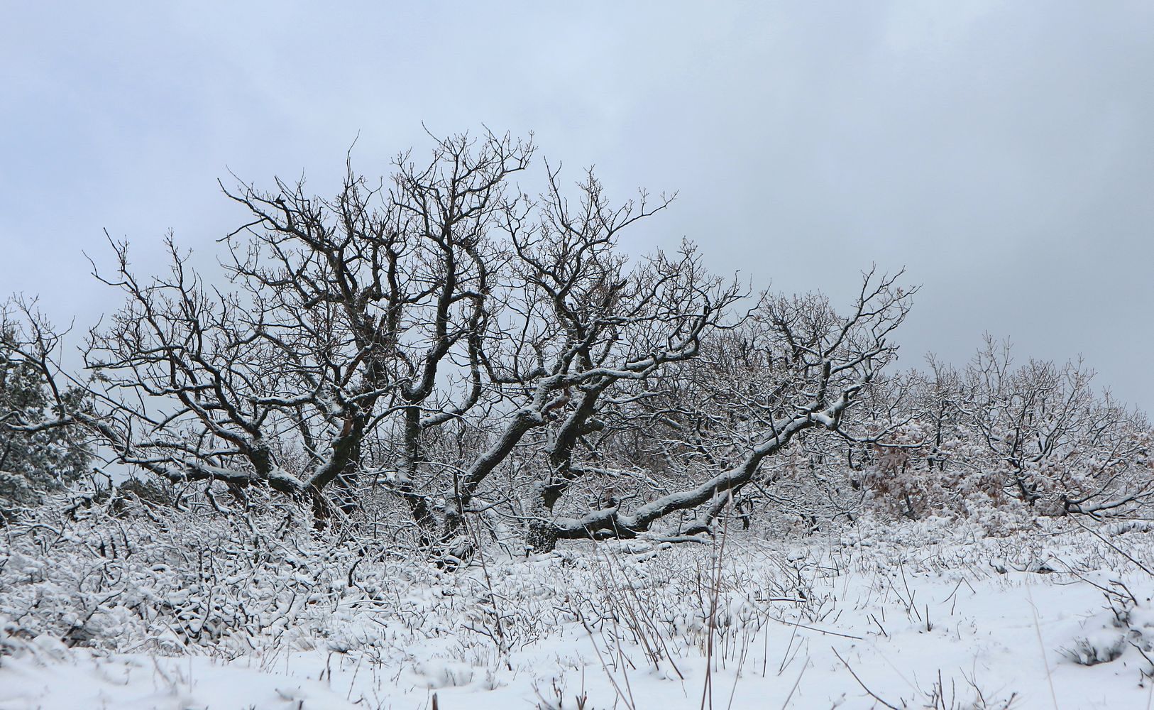 Мыс Большой Утриш, image of landscape/habitat.