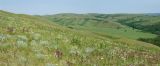 Султанбаево, image of landscape/habitat.