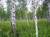 Image of landscape