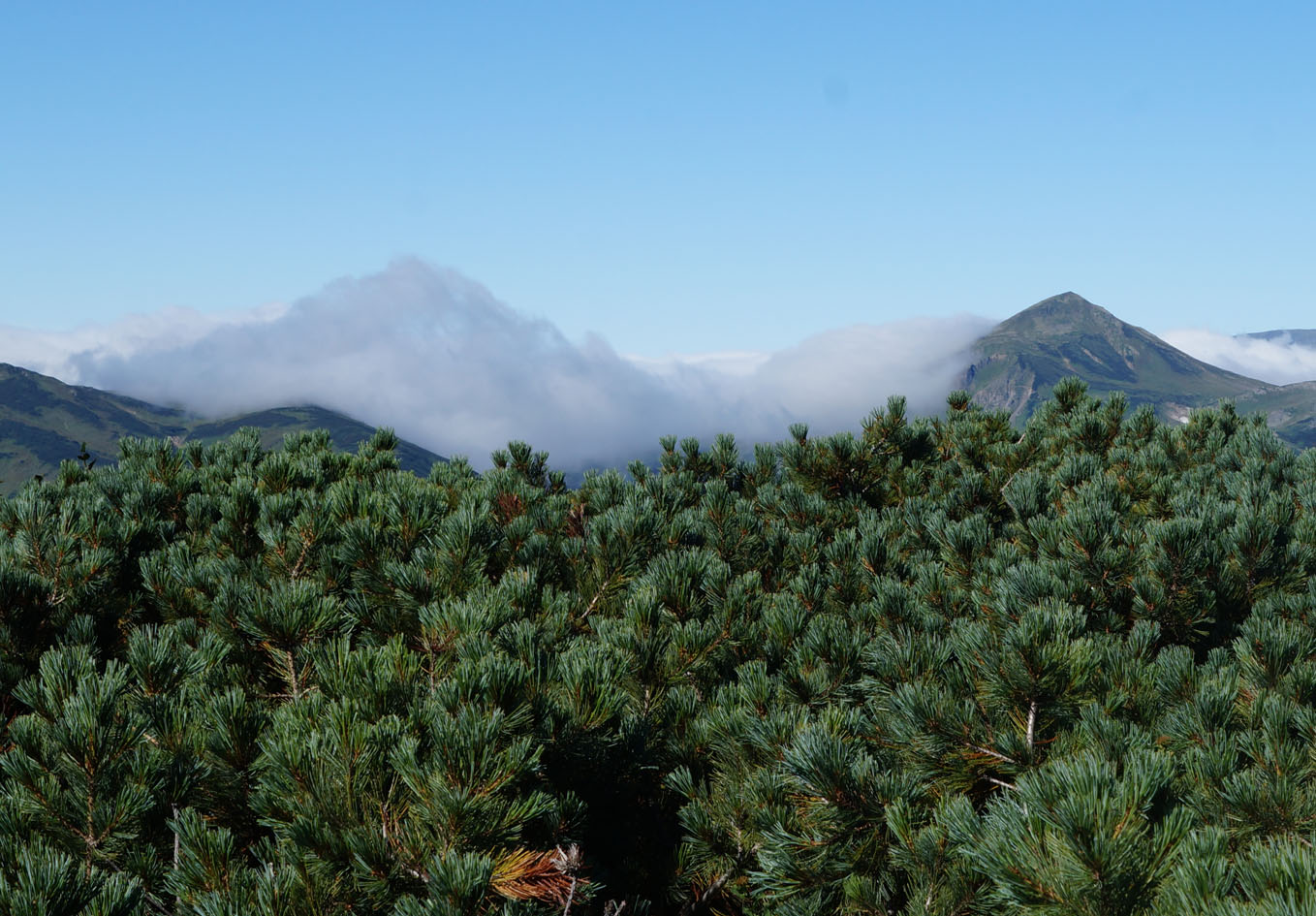 Стоянка "Вилючинский перевал", image of landscape/habitat.