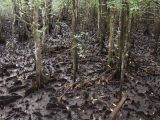 Cape Tribulation, image of landscape/habitat.