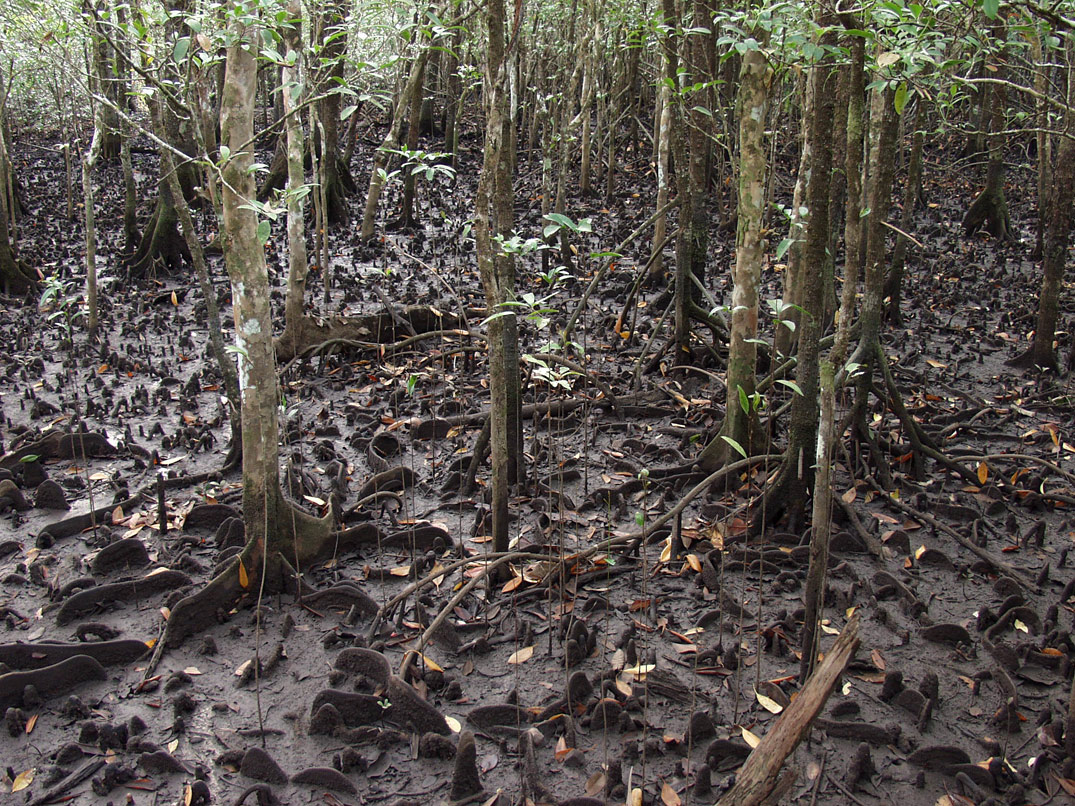Cape Tribulation, изображение ландшафта.