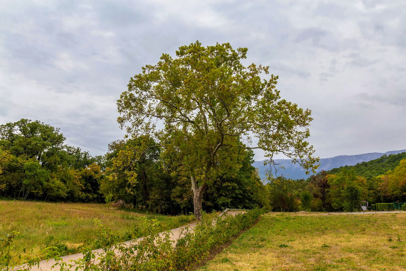 Массандра, image of landscape/habitat.