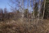 Image of landscape