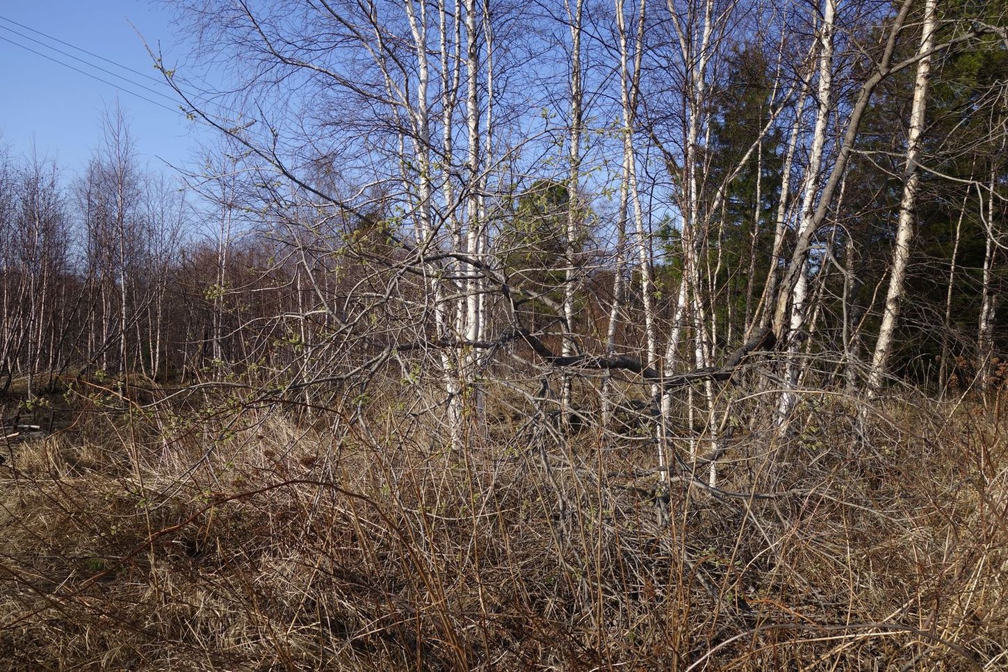 Омулёвый, image of landscape/habitat.