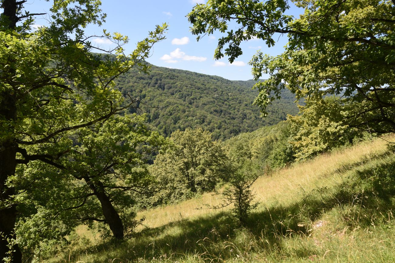 Долина реки Аминовка, изображение ландшафта.