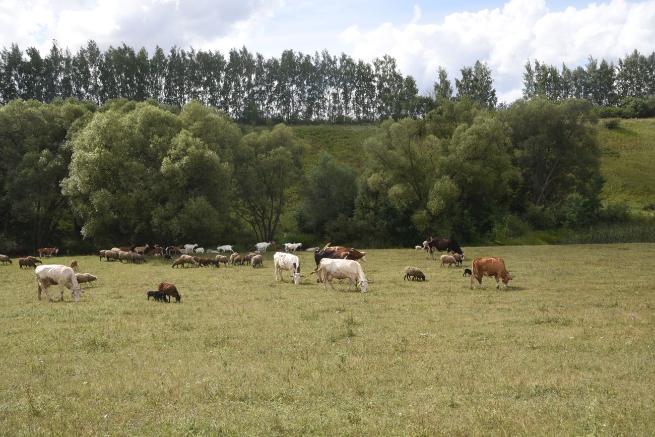 Нижняя часть долины Паники, image of landscape/habitat.