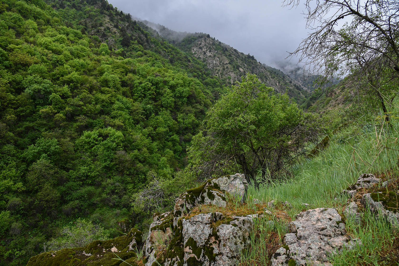 Кондара, image of landscape/habitat.