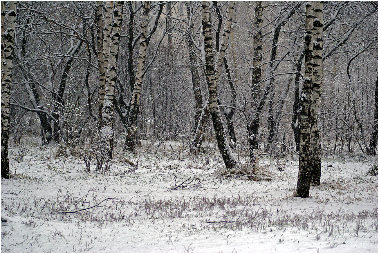 Жулебинский лес, изображение ландшафта.