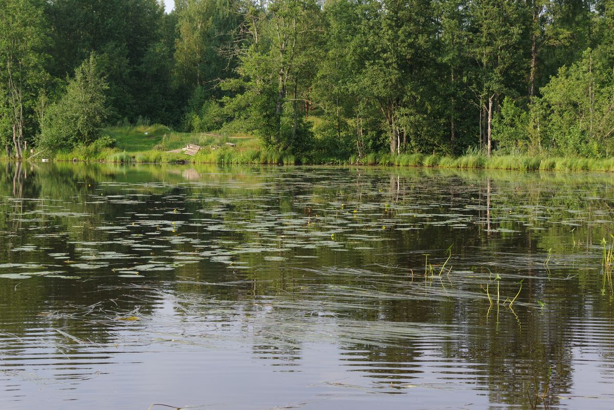 Озеро Сиркоярви, изображение ландшафта.
