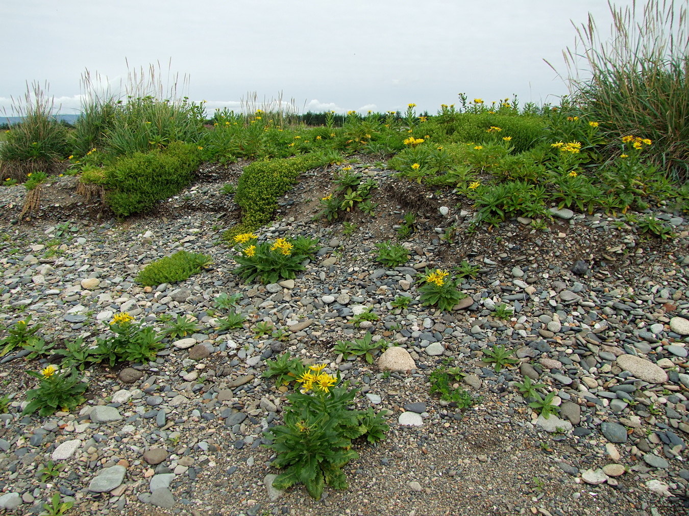 Арманское побережье, image of landscape/habitat.