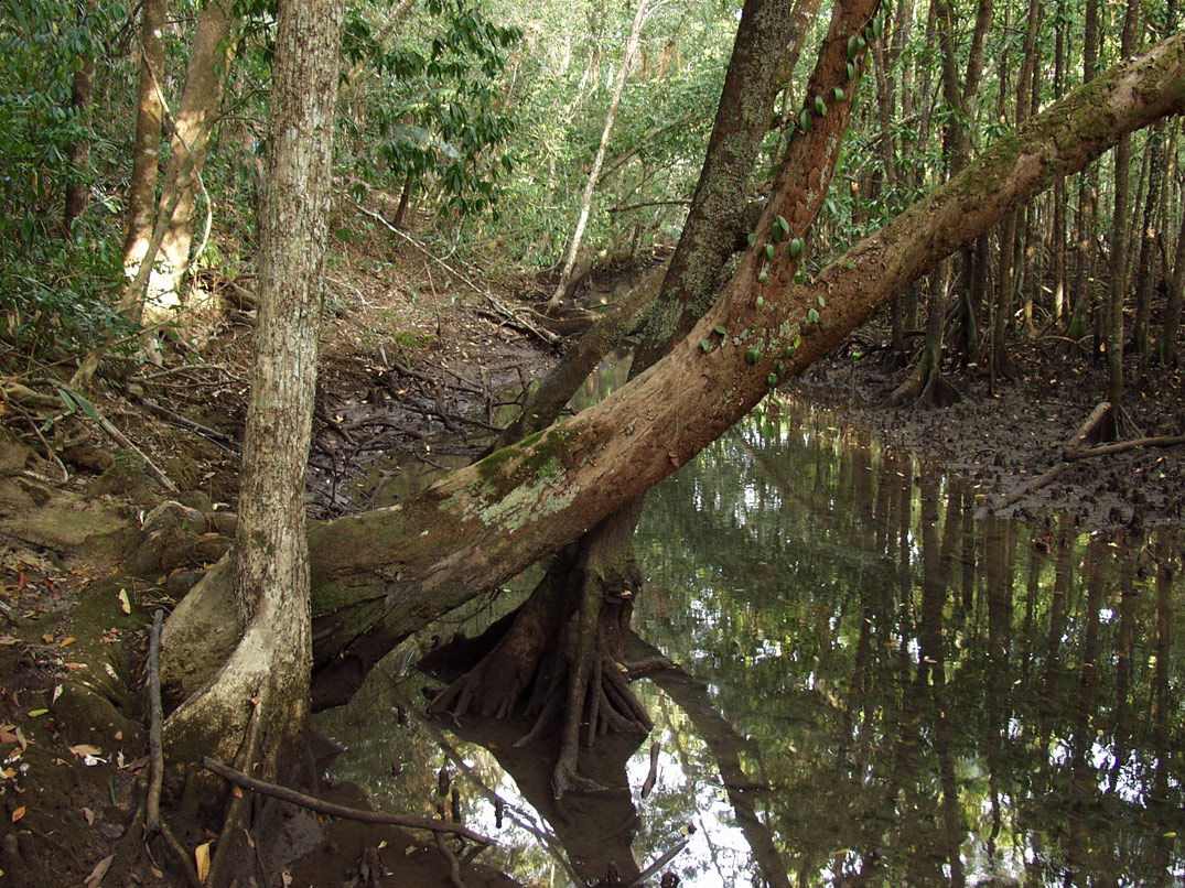 Cape Tribulation, image of landscape/habitat.