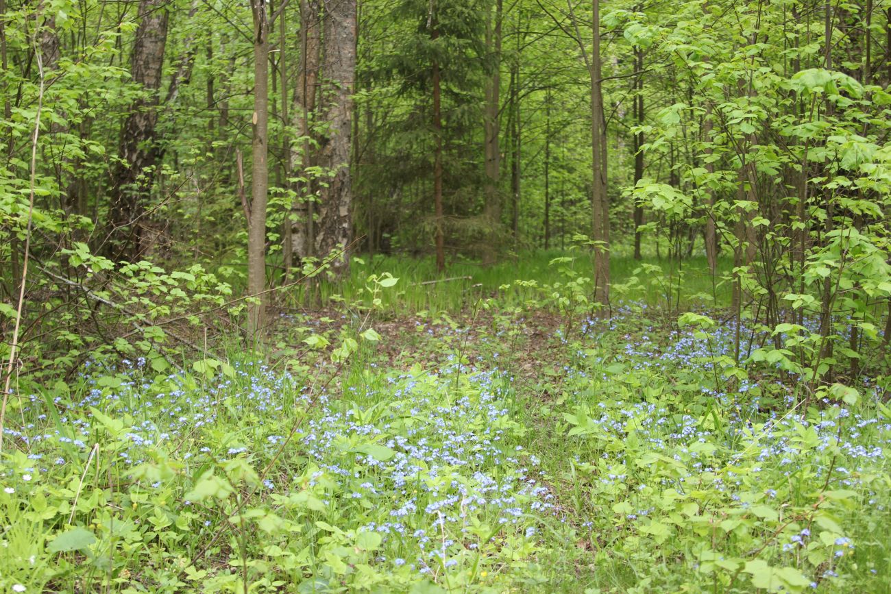 Окрестности деревни Чёлохово, image of landscape/habitat.