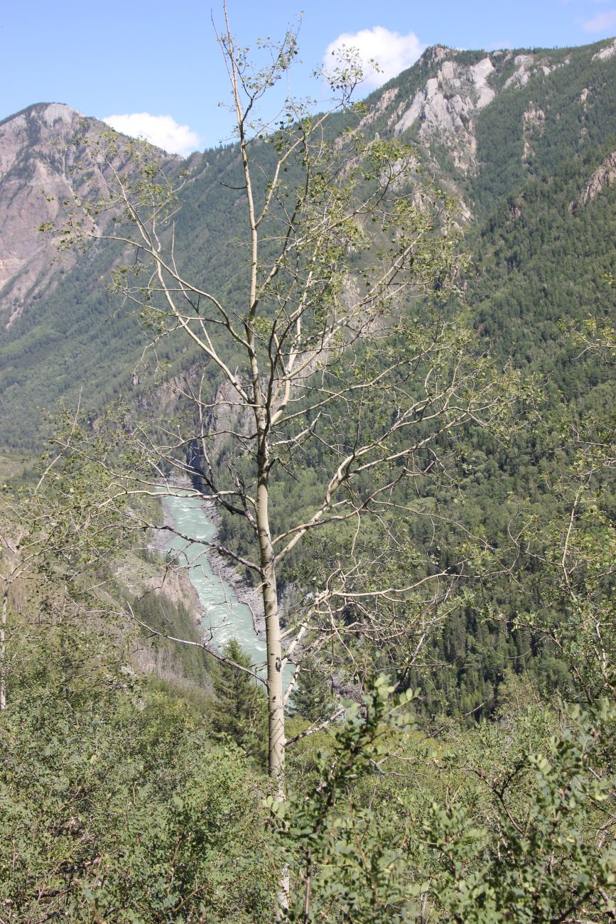 Окрестности ручья Чеба, изображение ландшафта.