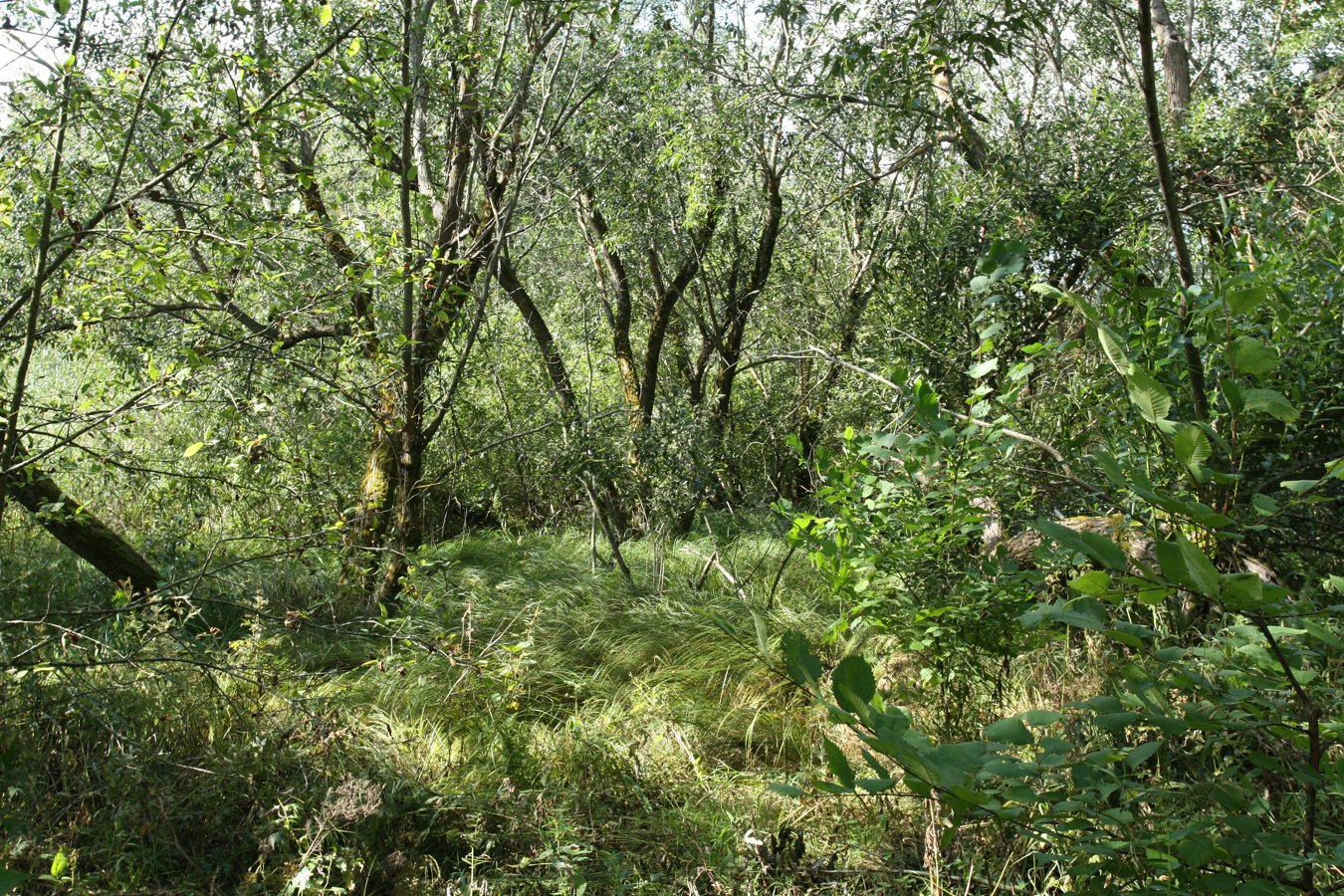 Западный Котлин, image of landscape/habitat.