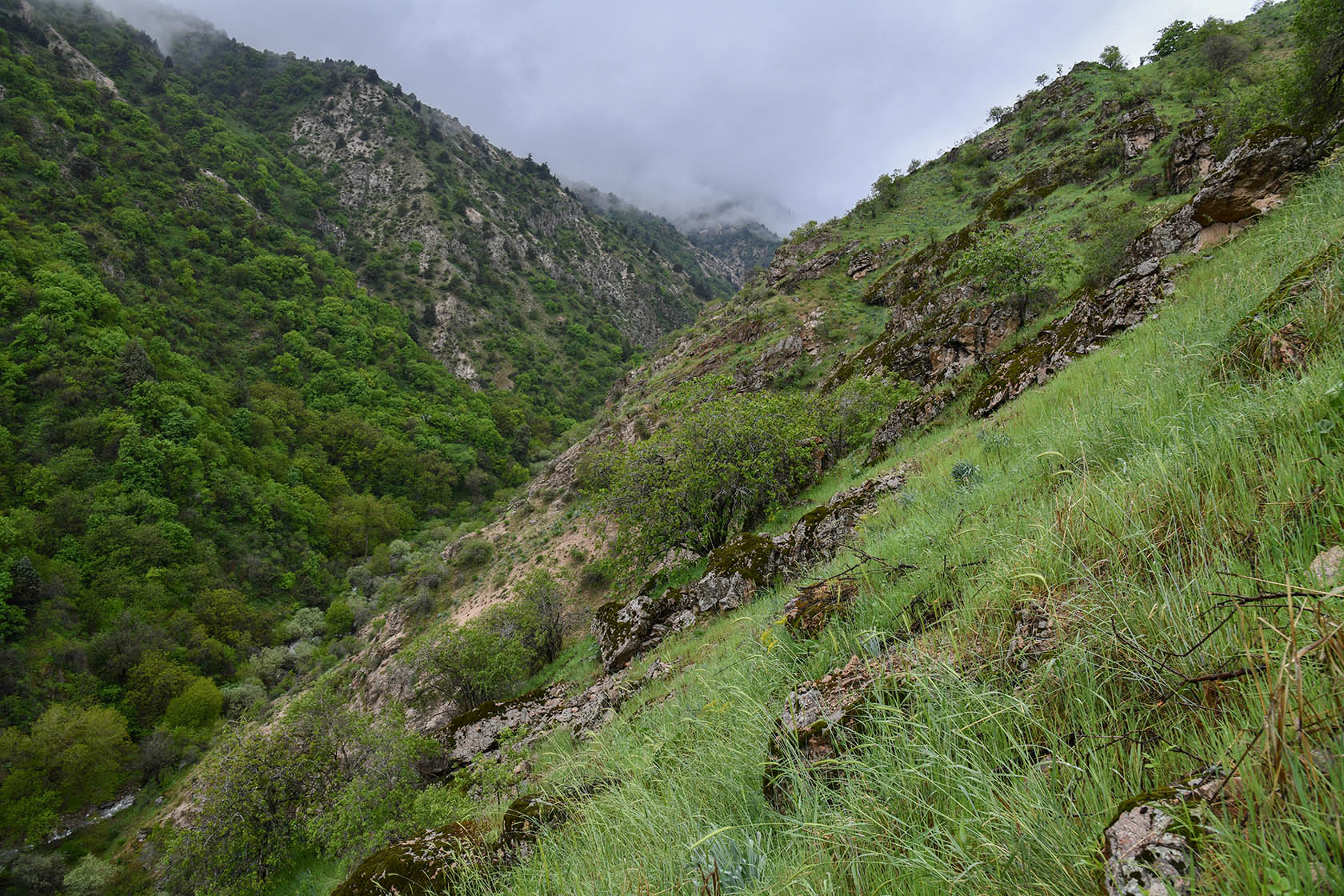 Кондара, image of landscape/habitat.
