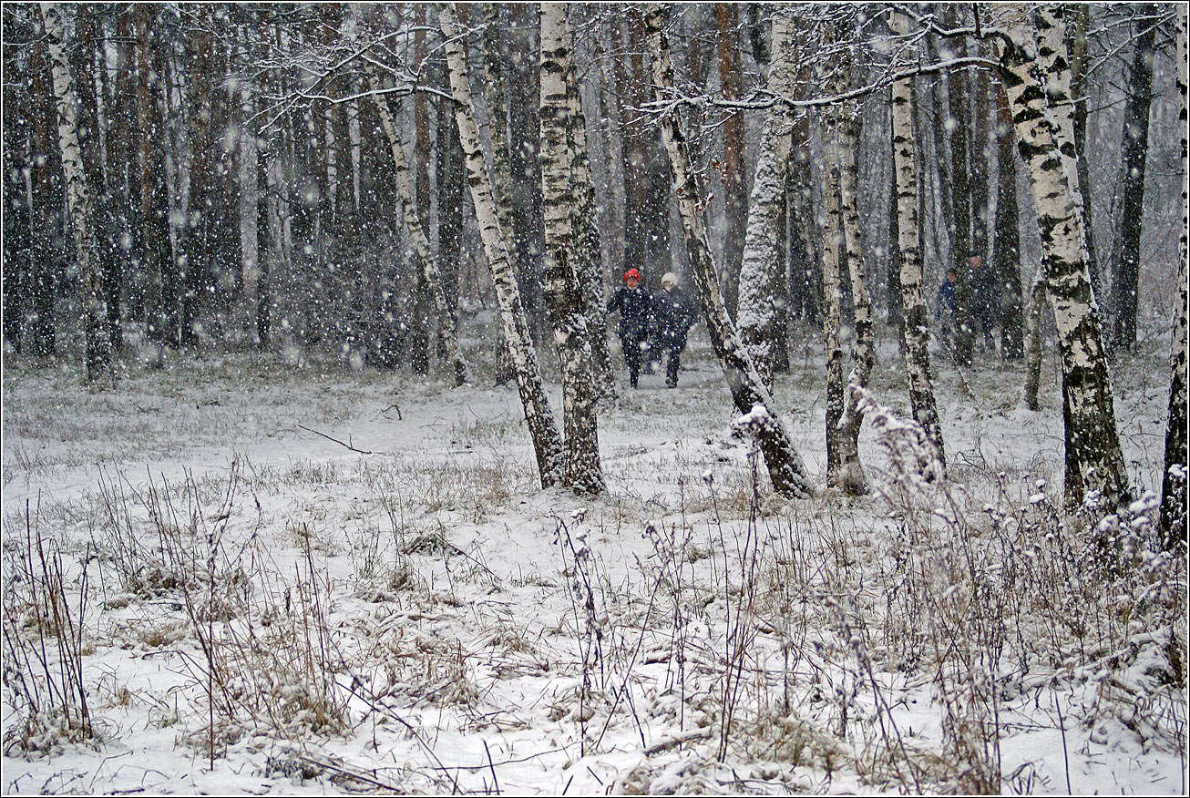 Жулебинский лес, изображение ландшафта.