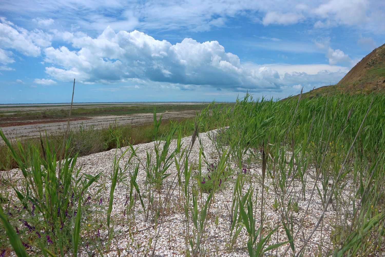 Витязевский лиман, image of landscape/habitat.