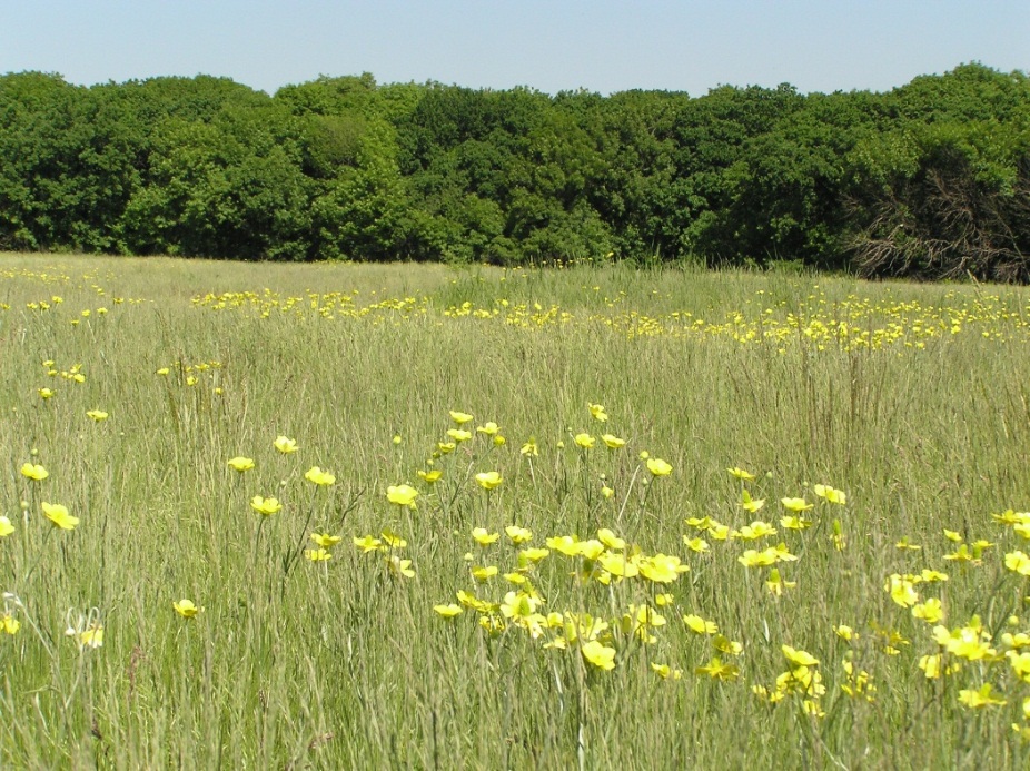 РЛП "Зуевский", image of landscape/habitat.