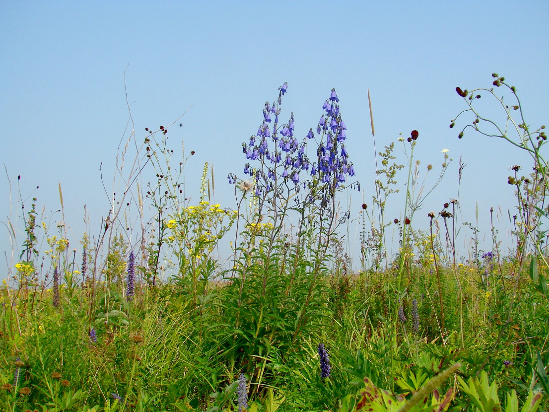 Жердовка, image of landscape/habitat.