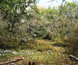 Image of landscape