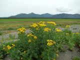 Арманское побережье, image of landscape/habitat.