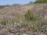 Гладковские сопки, image of landscape/habitat.