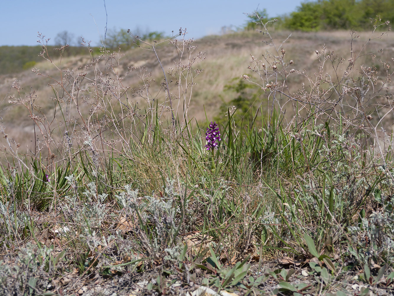 Гладковские сопки, image of landscape/habitat.