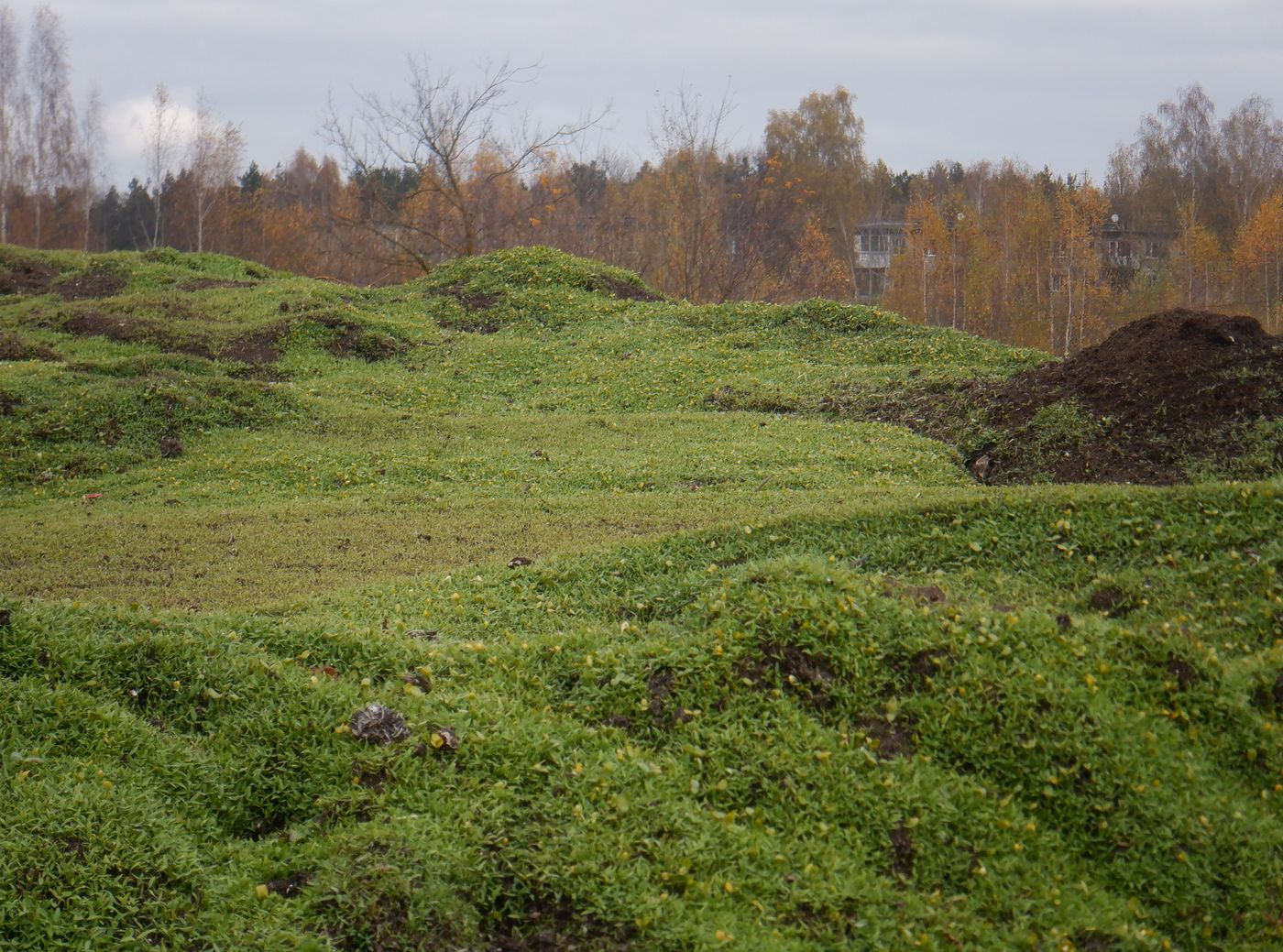 Тверские очистные, image of landscape/habitat.