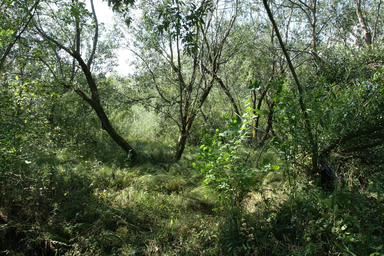 Западный Котлин, image of landscape/habitat.
