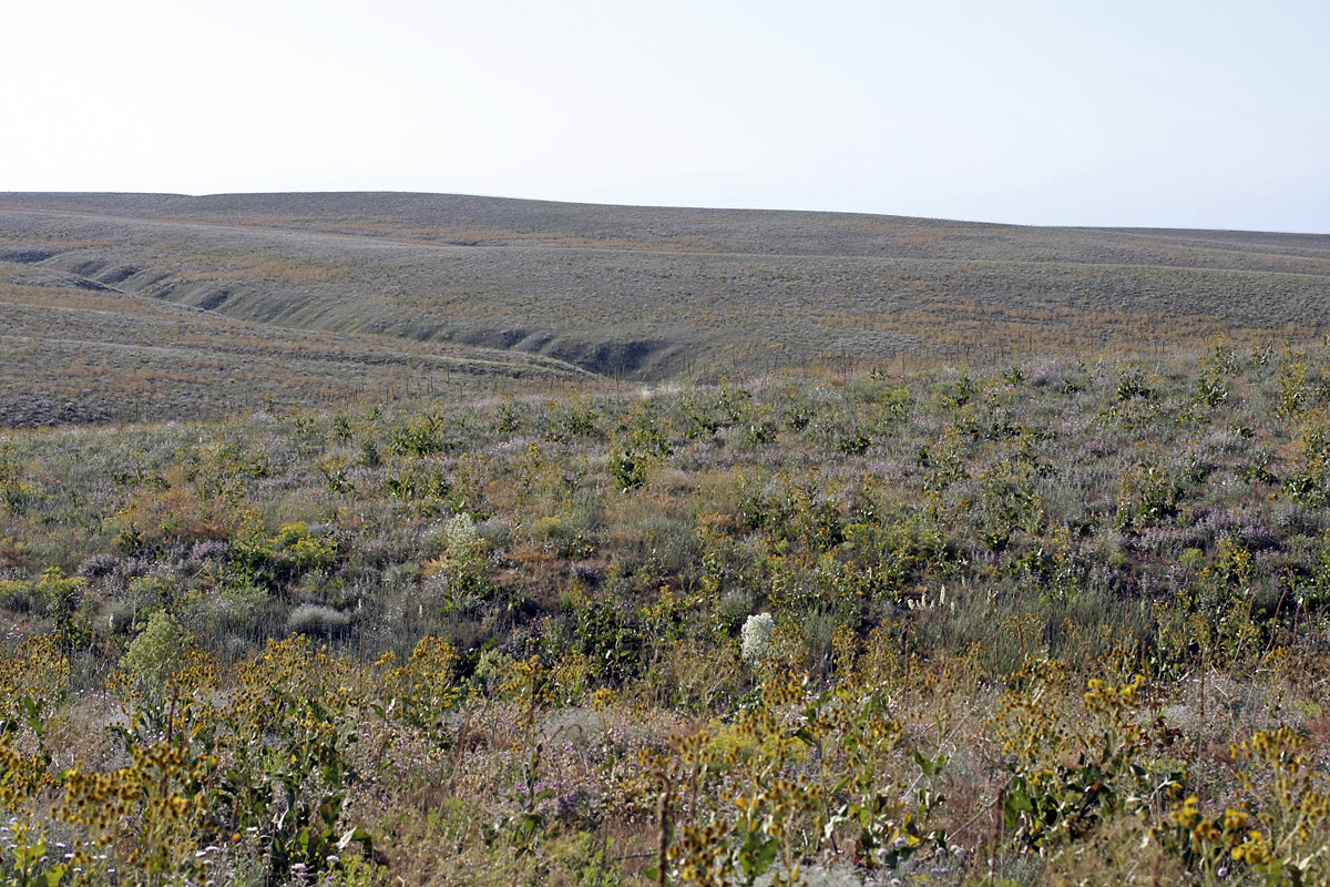 Лощина Акжар, image of landscape/habitat.