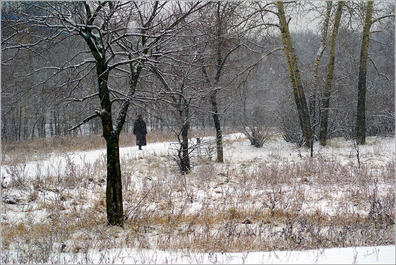 Кузьминский лесопарк, image of landscape/habitat.