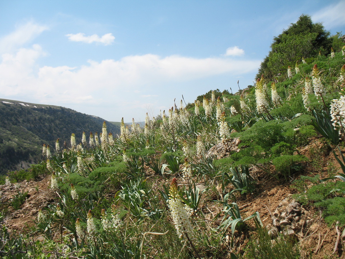 Каньон Аксу, image of landscape/habitat.