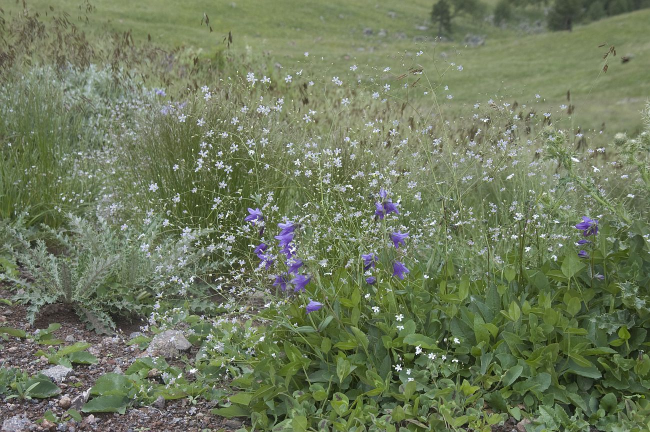 Путь к Терскольской обсерватории, image of landscape/habitat.