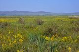 Озеро Малое Белё, image of landscape/habitat.