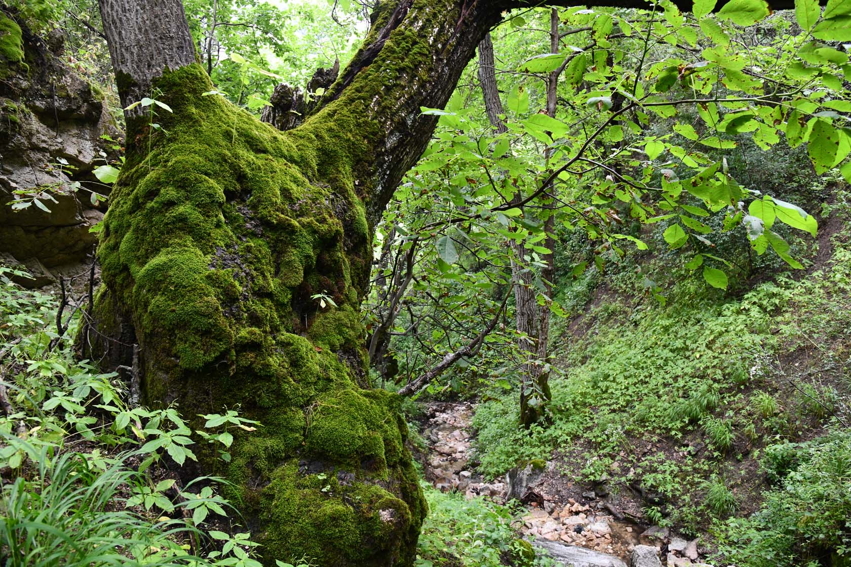 Кондара, image of landscape/habitat.