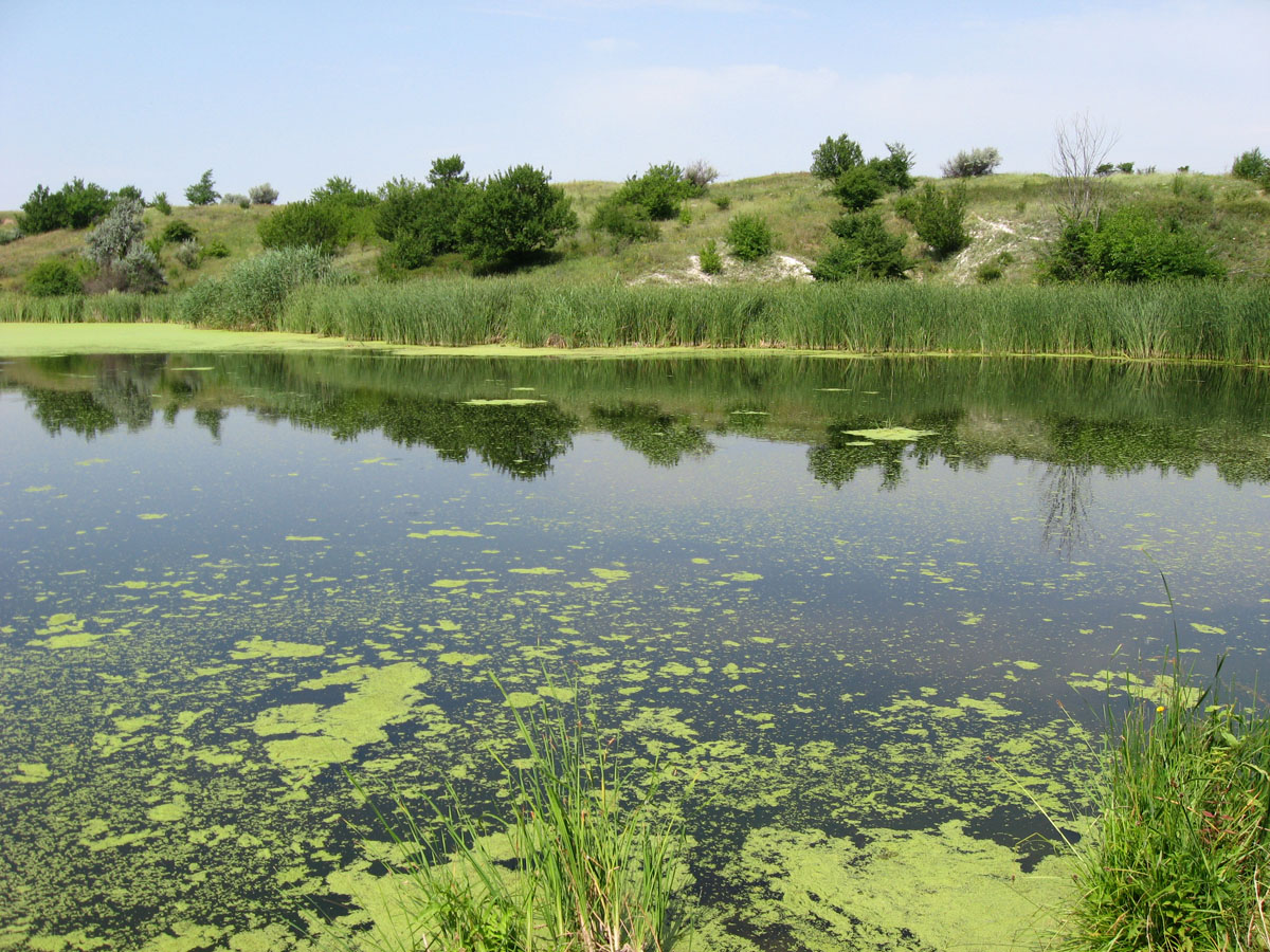 Маяки, image of landscape/habitat.