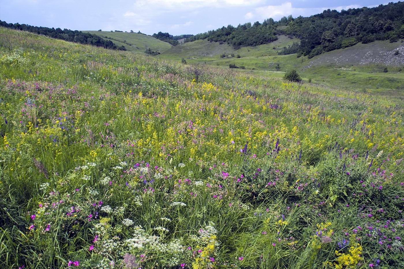 Винновка, image of landscape/habitat.