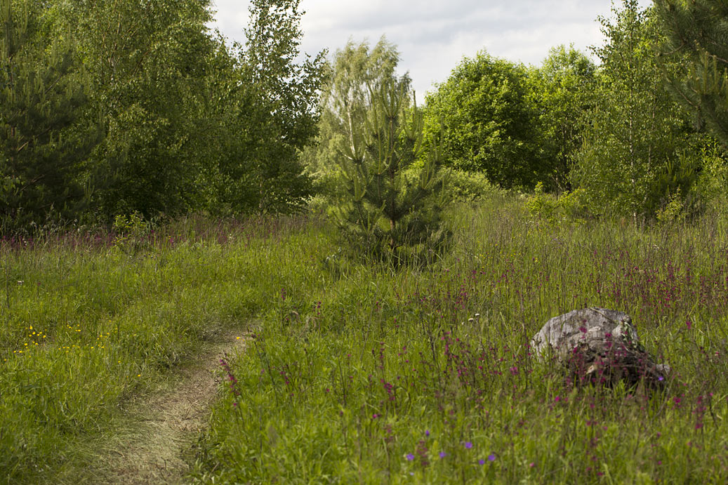 Сыркино, image of landscape/habitat.