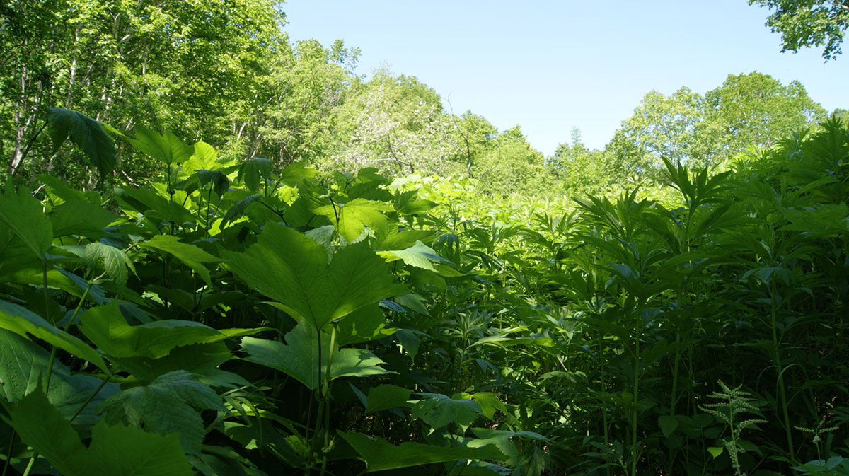 Гора Раковая, image of landscape/habitat.